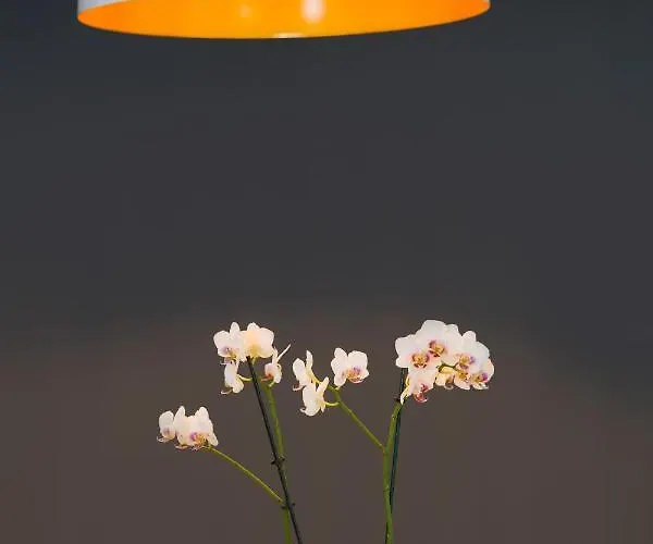 Ana 2 I 3 アパート マリンスカ